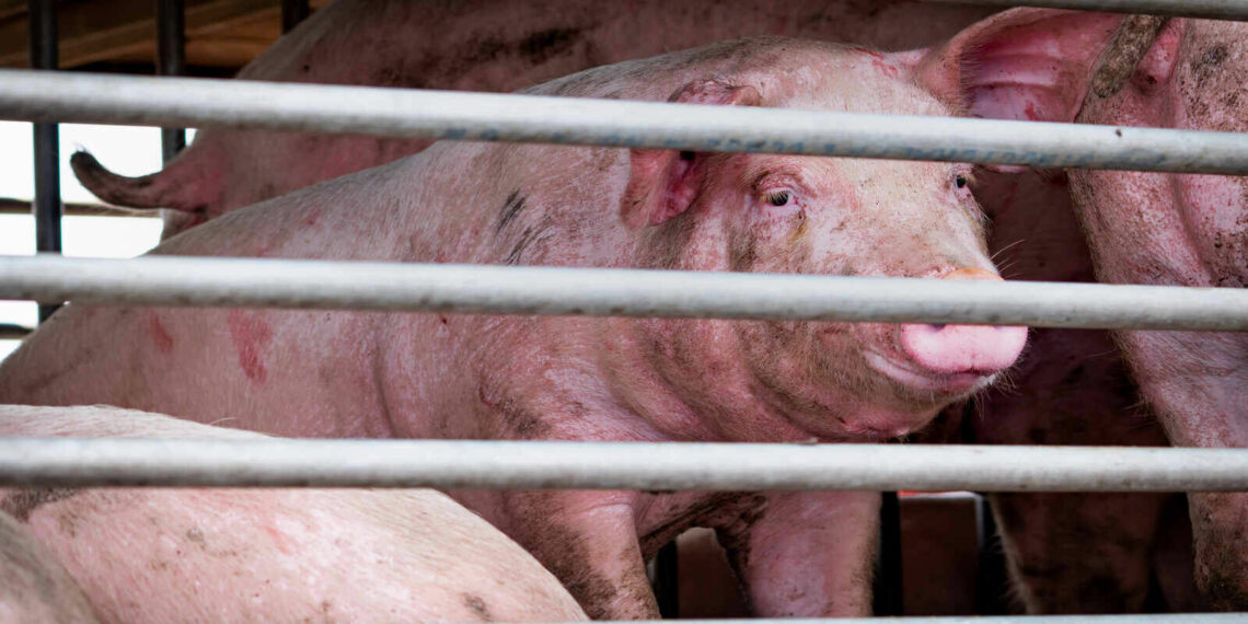 Mizoram records ₹534.42 crores loss due to African Swine Fever