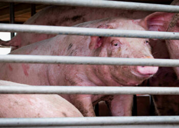 Mizoram records ₹534.42 crores loss due to African Swine Fever