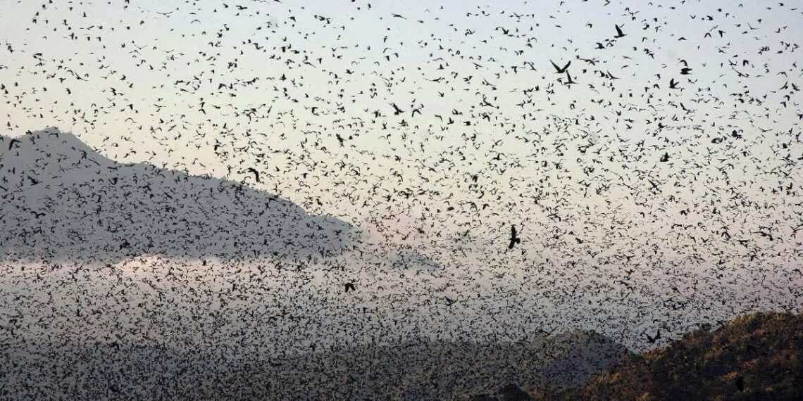 Nagaland awaits arrival of Amur Falcon