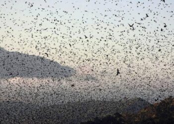 Nagaland awaits arrival of Amur Falcon