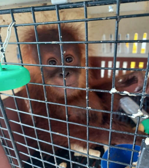 Customs rescued male baby orangutan in Mizoram, one arrested
