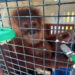 Customs rescued male baby orangutan in Mizoram, one arrested