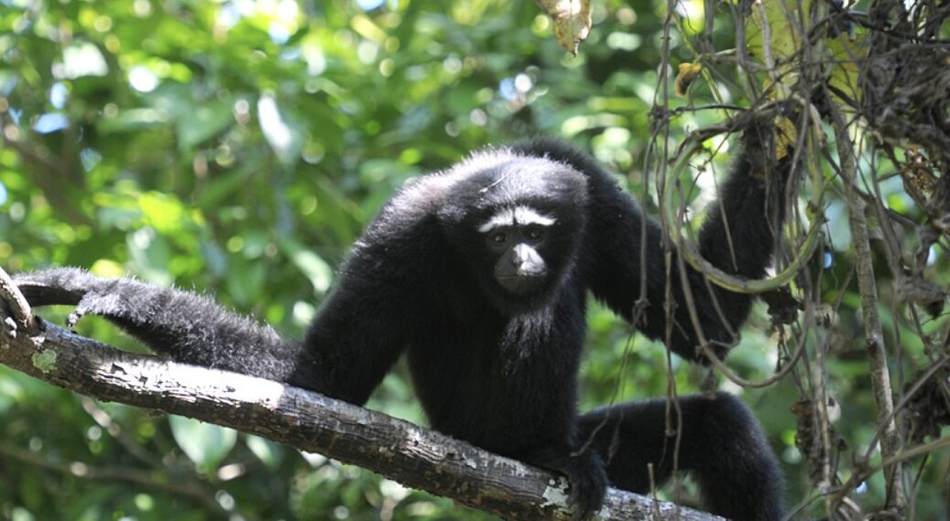 Western Hoolock Gibbon electrocuted in Meghalaya 
