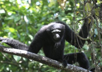 Western Hoolock Gibbon electrocuted in Meghalaya 