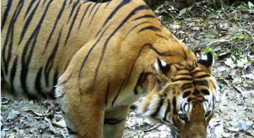 Arunachal to have special force to protect tigers