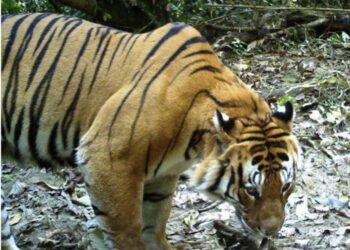 Arunachal to have special force to protect tigers